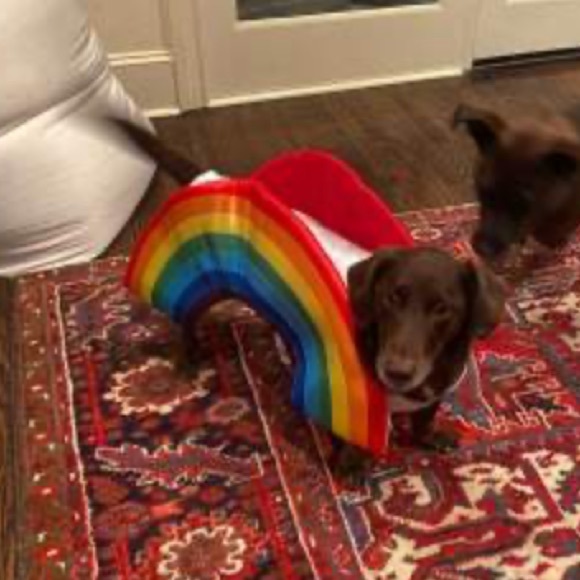 NEW LED Rainbow Soft Brights Dog and Cat Costume Hyde & EEK! Boutique size Large - Picture 8 of 14